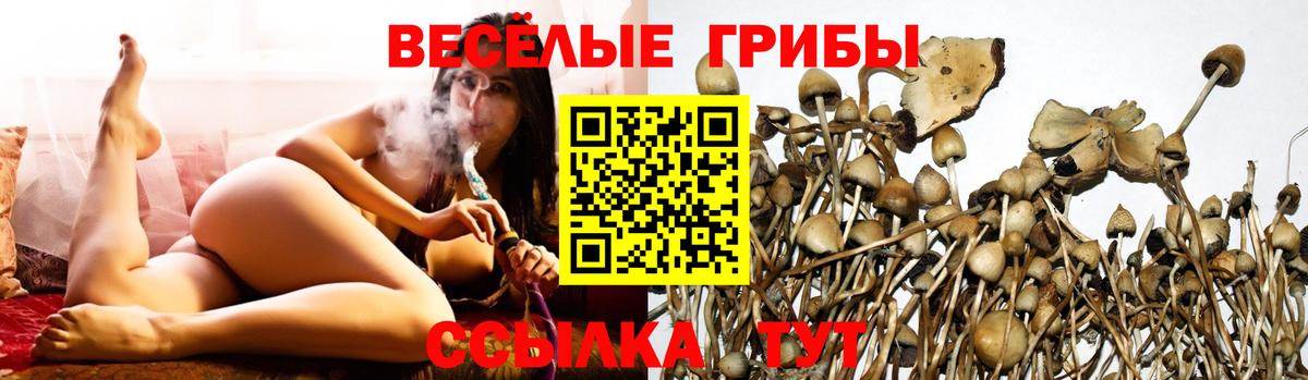Галлюциногенные грибы Psilocybine cubensis Миллерово